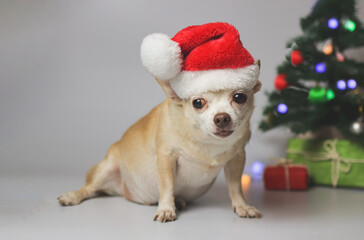  brown short hair chihuahua dog wearing red Santa Christmas hat  sitting on white background with Christmas tree and red and green gift box.