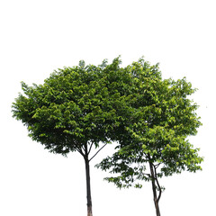 Fototapeta na wymiar fresh tree branch isolated on white background