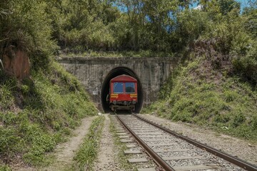 Train entering a tunnel covered in trees and plants in Sri Lanka