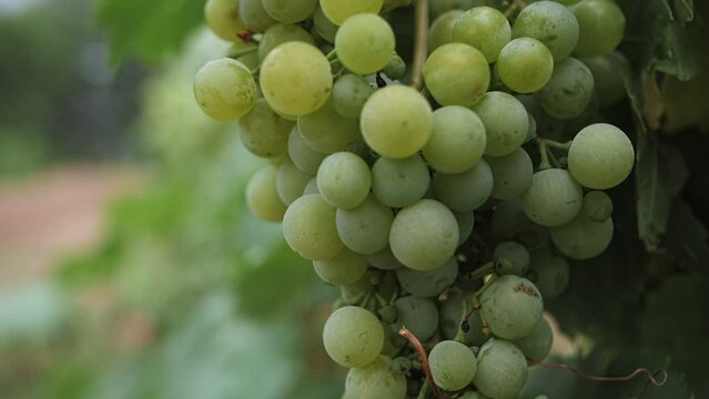 clusters of white grapes close-up