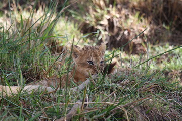 Tiny baby lion cub playing with his mothers tail in high green grass