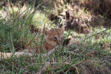 Naklejka na ściany i meble Tiny baby lion cub playing with his mothers tail in high green grass