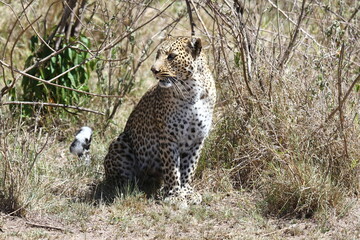 A portrait of a leopard sitting in green bushes looking to the left