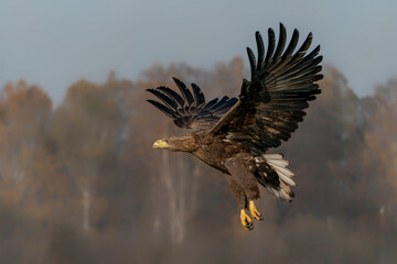 Plakat White Tailed Eagle (Haliaeetus albicilla) in flight in the forest of Poland, Europe. Birds of prey. Sea eagle. 