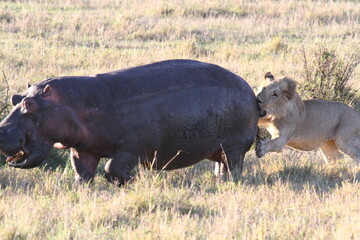 Lion cub chasing young hippo, lions claws in hippos's back