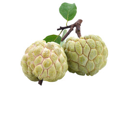 Fototapeta premium Sugar apple or custard apple isolated transparene png