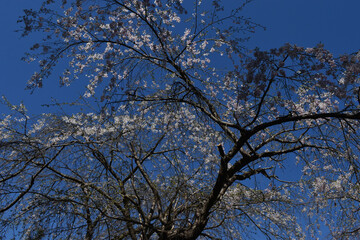 The beautiful cherry blossoming trees with its sensual feeling on the clear blue-sky background in Sapporo Japan