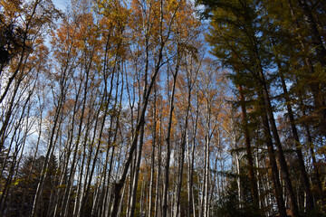 The beautiful white birch forest trees with the winterly clear blue sky in Sapporo Japan