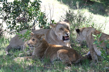 Mama lioness roaring at her bad-behaving lion son 