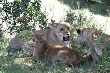 Fototapeta premium Mama lioness roaring at her bad-behaving lion son 