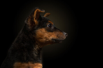 Dramatic portrait of a small dog on a black background. Lonely dog ​​in the dark