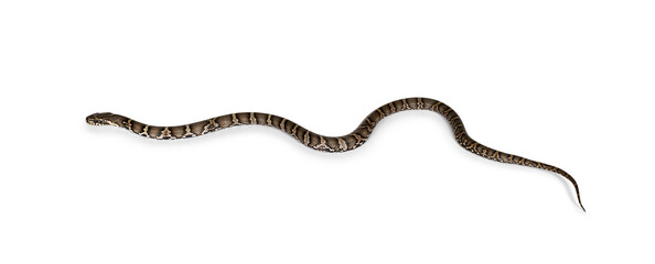 Side view of Russian Rat snake, isolated on a white background