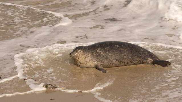 Wildlife in Super Slow Motion 4K 120fps: Harbor Seal on the beach - La Jolla, San Diego, the U.S.