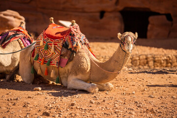 Camel under red rocks in Petra, Jordan
