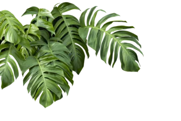 Fototapeten Philodendron plant grow in rain forest, transparency background in PNG file © ContributorArtist