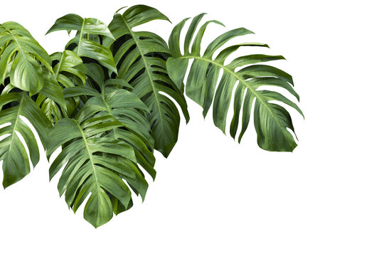 Fototapeta Philodendron plant grow in rain forest, transparency background in PNG file