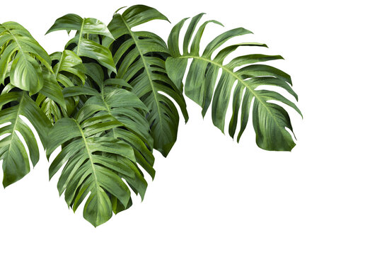 Philodendron plant grow in rain forest, transparency background in PNG file