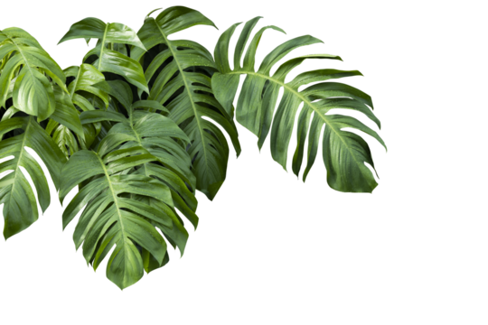 Philodendron plant grow in rain forest, transparency background in PNG file