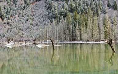 雪を纏った四川省 四姑娘山自然保護区