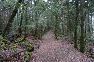 Fototapeta premium 林立する富士の樹海の木々と遊歩道
