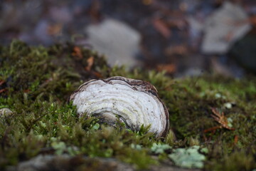 Obraz premium 倒れた木に生えた黄緑の苔と白いキノコ