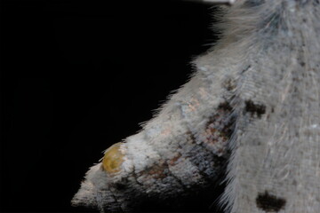 ルリシジミ　産卵直後