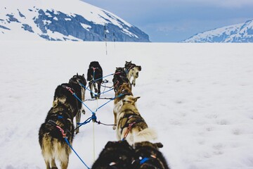 Naklejka premium Group of Siberian Husky sled dogs on the road in Juneau, Alaska