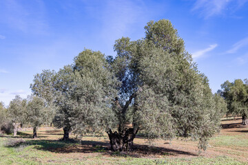 Millenary olive tree in an olive plantation for the production of extra virgin olive oil in...