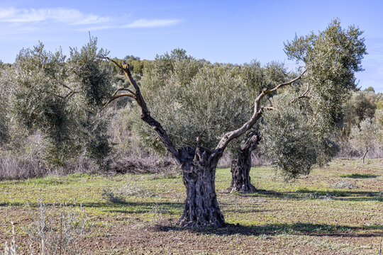 Millenary olive tree in an olive plantation for the production of extra virgin olive oil in Andalusia, Spain