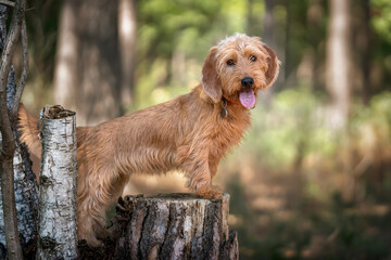 Basset Fauve de Bretagne standing against a tree stump and looking directly at the camera in the forest