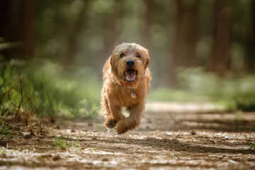 Basset Fauve de Bretagne dog running directly at the camera
