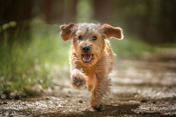 Basset Fauve de Bretagne dog running directly at the camera with paw print up