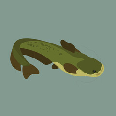Catfish fish - illustration, vector, cartoon