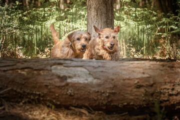 Two Basset Fauve de Bretagne dogs running about to jump over a fallen tree log