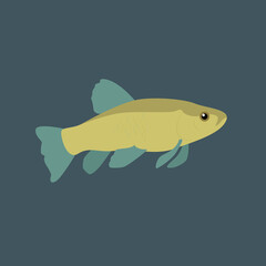 Carp fish - illustration, vector, cartoon