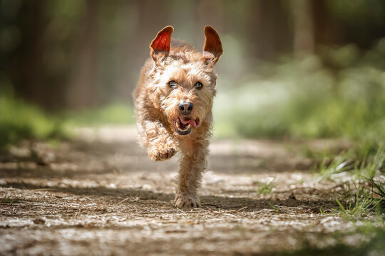 Basset Fauve de Bretagne dog running directly at the camera in the forest with flappy ears up