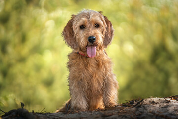 Basset Fauve de Bretagne dog looking directly at the camera in the forest