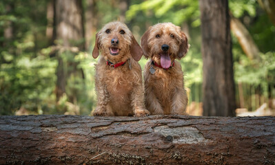 Two Basset Fauve de Bretagne dogs looking directly at the camera behind a fallen tree log