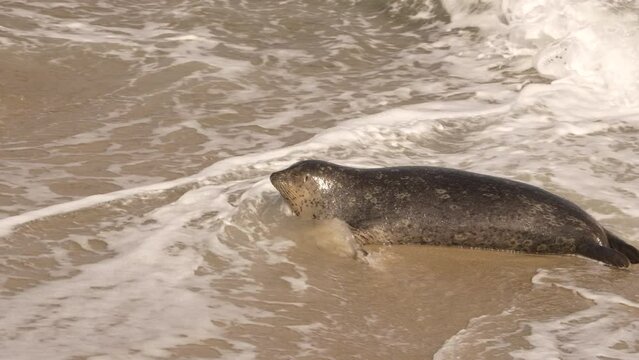 Wildlife in Super Slow Motion 4K 120fps: Harbor Seal on the beach - La Jolla, San Diego, the U.S.