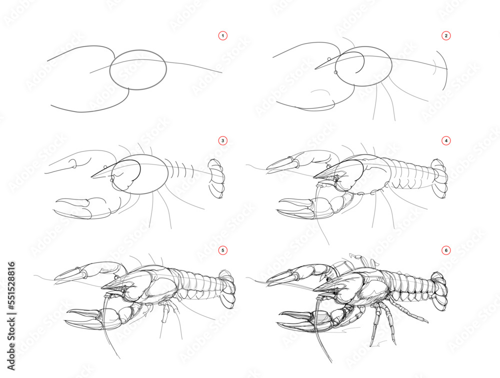 Wall mural page shows how to learn to draw sketch of crayfish. creation step by step pencil drawing. educationa