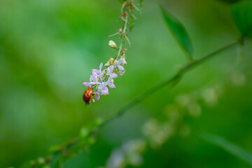 The scarlet lily beetle, red lily beetle, or lily leaf beetle, is a leaf beetle that eats the leaves, stem, buds, and flowers, of lilies, fritillaries and other members of the family Liliaceae.