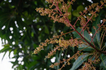 Mango blossoms blooming in winter Soft Focus