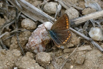 Female Common blue butterfly (Polyommatus icarus)