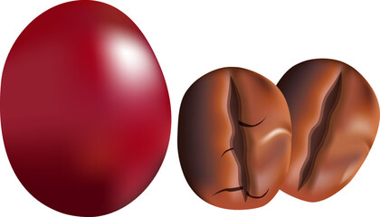 Coffee fruit and grains vector illustration for decor.