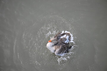 A wild goose bathes in the water of a river in Murcia-Spain.