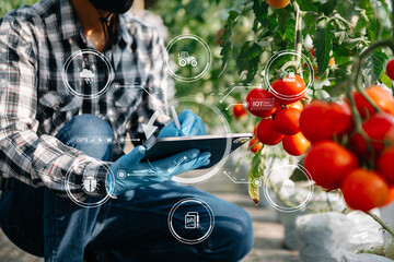 Smart farmer using application by tablet concepts  vegetables and tomato at greenhouse. and visual icon.Smart farming
