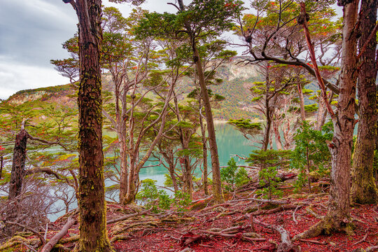 Beautiful and colorful austral subpolar forest landscape at Ensenada Zaratiegui Bay in Tierra del Fuego National Park, near Ushuaia and Beagle Channel, Patagonia, Argentina, in Autumn colors.