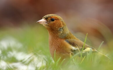 finch in the grass (Fringilla coelebs), zięba
