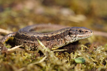 lizard on the ground, jaszczurka żyworodna