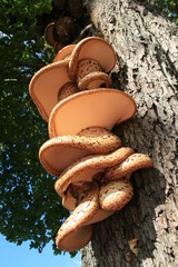 mushroom on the tree